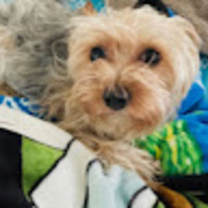 Meet your Posher, Mavis